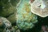 Bubble Coral