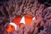 Anemonefish