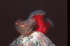 Anemonefish