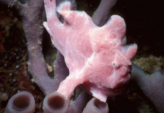 Frogfish