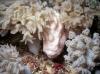 Frogfish