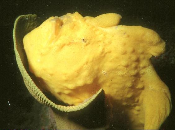 Frogfish