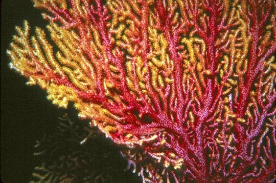 Sea Fan