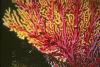 Sea Fan