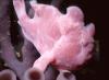Frogfish