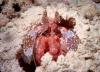 Shrimp