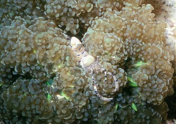 Shrimp on Anemone