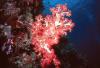 Reefscape