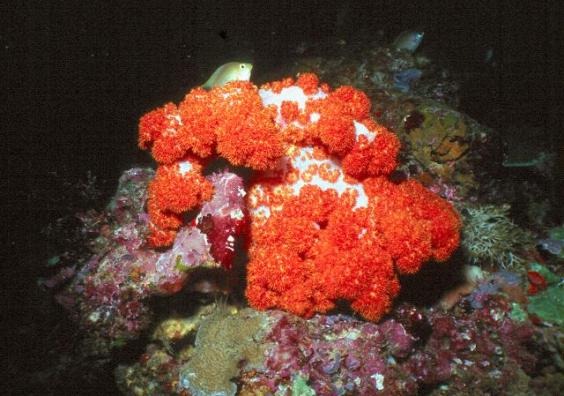 Soft Coral