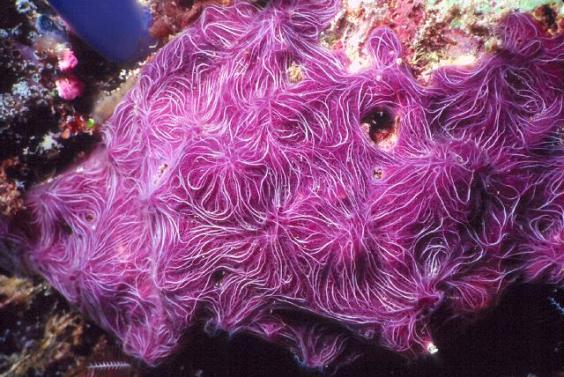 Sponge