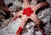 Sea Star