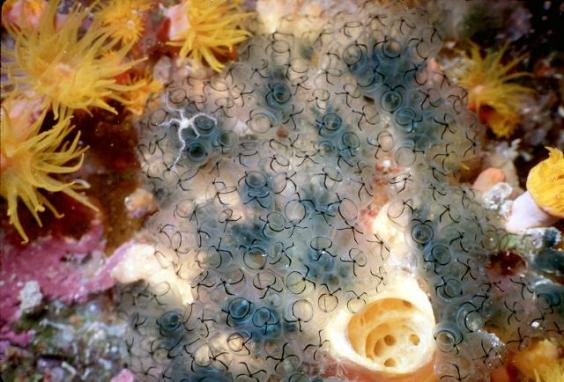 Tunicates