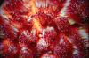 Urchin