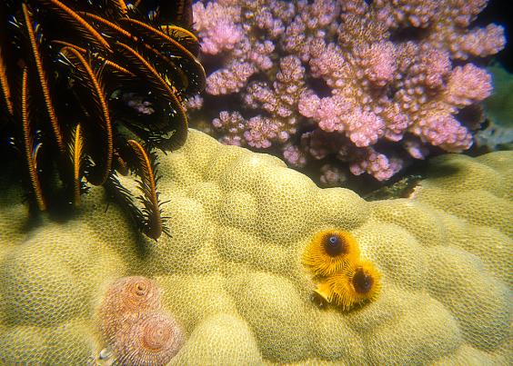 Coral Garden