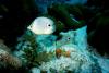 Butterflyfish