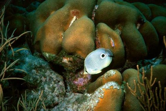 Butterflyfish