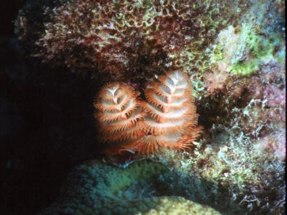 Christmas Tree Worm