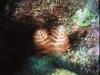 Christmas Tree Worm