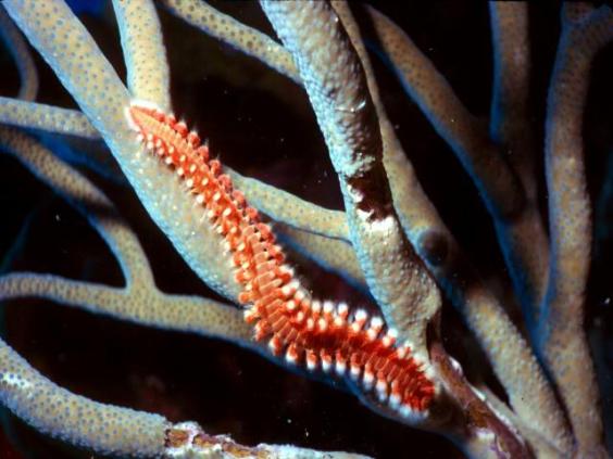 Fireworm