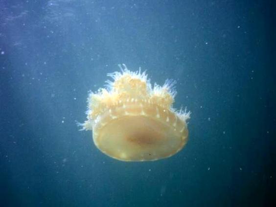 Jellyfish