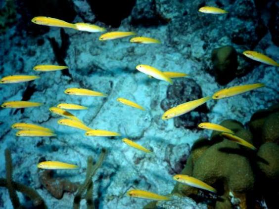 Wrasse