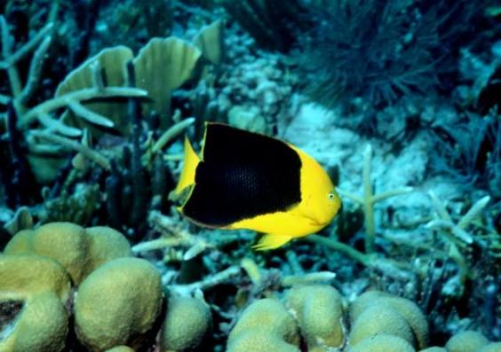 Angelfish