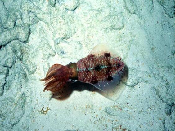 Squid
