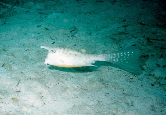 Cowfish