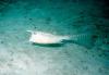 Cowfish