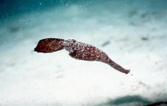 Pipefish