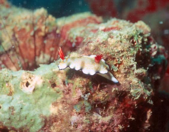 Nudibranch
