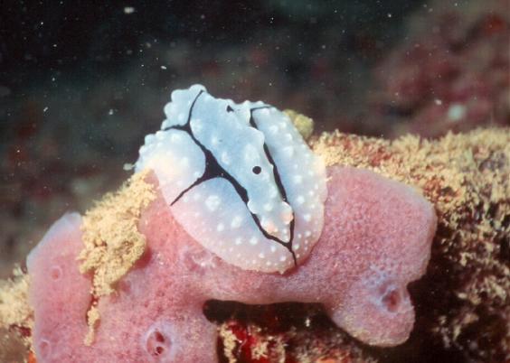 Nudibranch