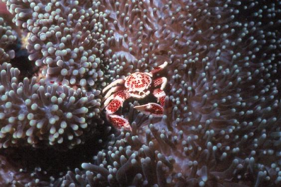 Crab