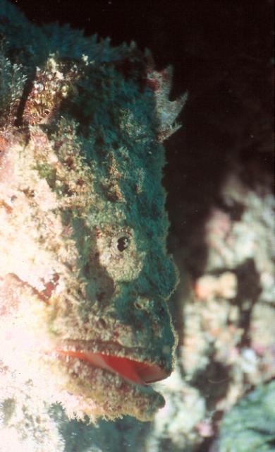 Scorpionfish