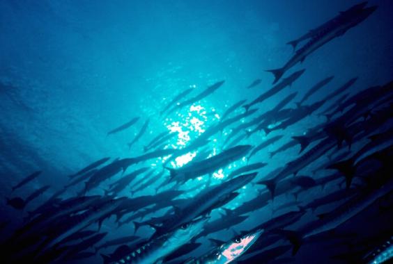 Barracudas