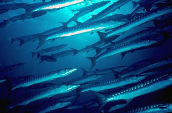 Barracudas