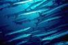 Barracudas