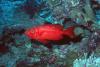 Bigeye