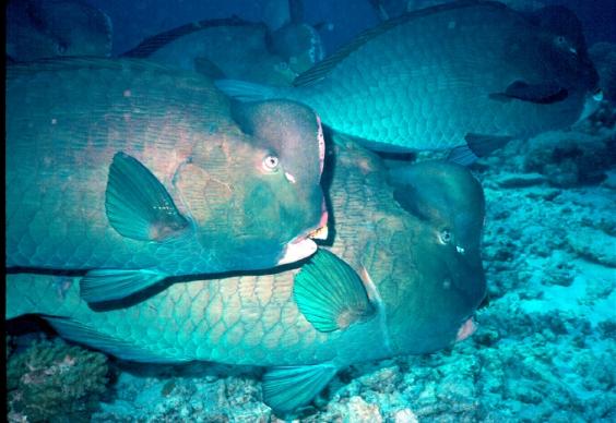 Parrotfish