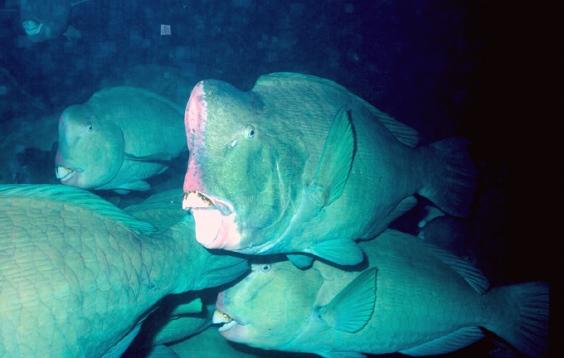 Parrotfish