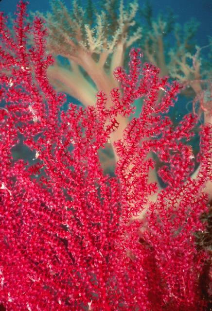 Gorgonian