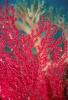 Gorgonian