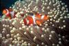 Clownfish
