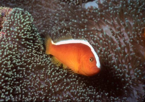 Anemonefish