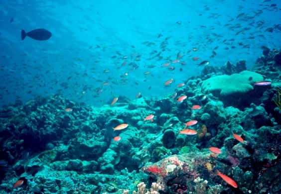 Reefscape