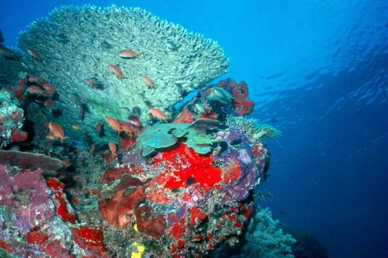 Reefscape