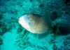 Triggerfish