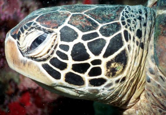 Sea Turtle