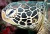 Sea Turtle