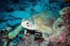Sea Turtle